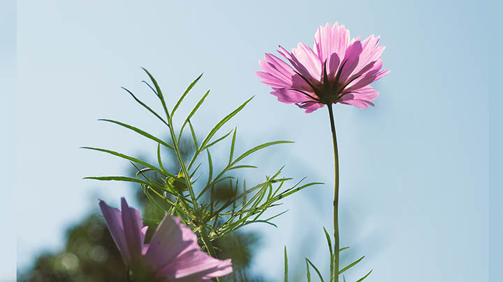 精通金钱通解，畅享电影中文版的魅力与智慧-青裳云资料