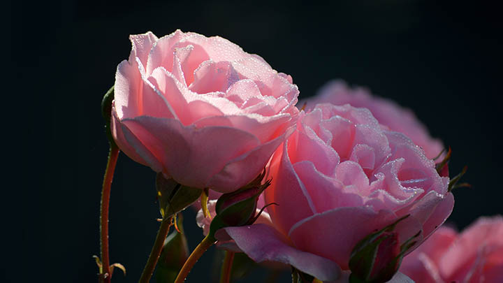 你知道“金钱的通解中文版”里藏着的秘密吗？-青裳云资料