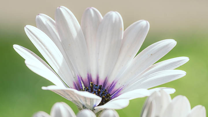 图片[2]-这个方法，让你轻松免费观看金钱通解国语版！-青裳云资料