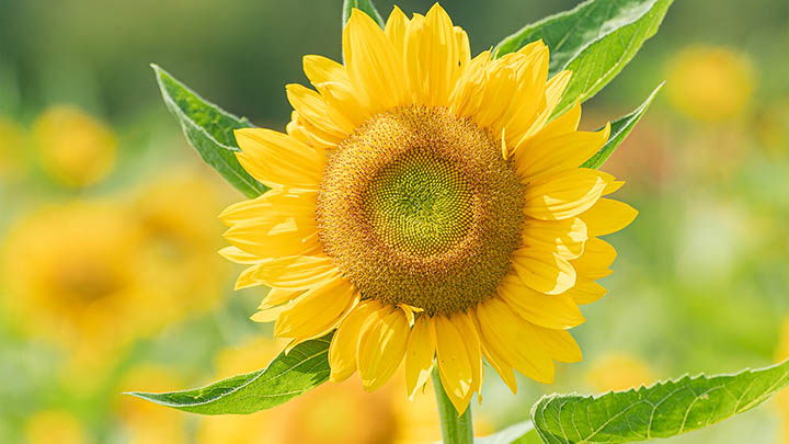 你对金钱的通解完整版了解多少？别再被误区困扰了！-青裳云资料