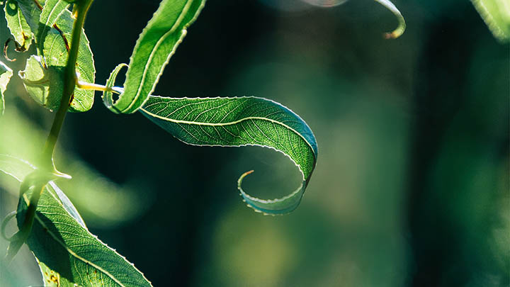 想看金钱通解完整版电影免费?你绝对不能错过这个方法!-青裳云资料
