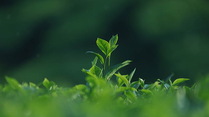 图片[2]-通灵之战百度云盘全集，你还在等什么？快来一起探秘吧！-青裳云资料